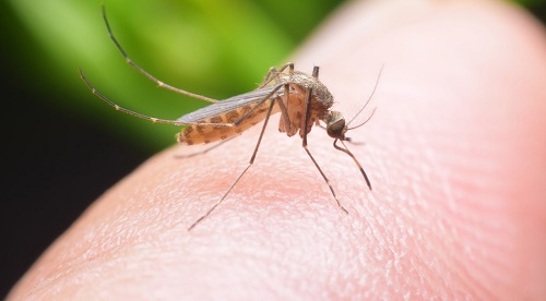 Muỗi đốt có thể gây bệnh viêm não Nhật Bản nguy hiểm