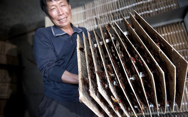 Loài côn trùng 'nhiều người ghê tởm' đang lên ngôi ở Trung Quốc: Hàng loạt trang trại nuôi gián mọc lên như nấm để chế biến thuốc, xử lý thực phẩm thừa và dùng làm nguồn thức ăn cho 1,4 tỷ dân