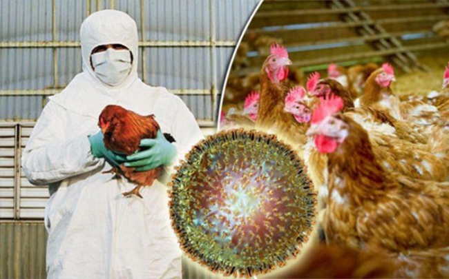 Cúm gia cầm chủng H5N6 lần đầu tiên bùng phát tại Campuchia